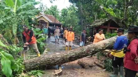 Relawan Sumbermulyo Bahu-Membahu Tangani Pohon Tumbang